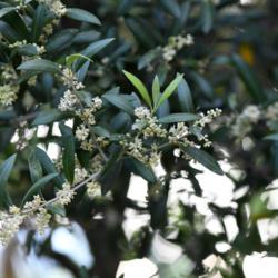 Location: Menton, France
Date: 2018-05-21
I hope so much bloom means a good olive harvest!
