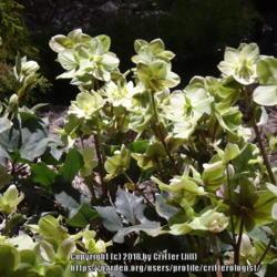 Location: 2018 Philadelphia Flower Show
Date: 2018-03-06
upward facing blooms are so very unusual for Hellebores that I wa
