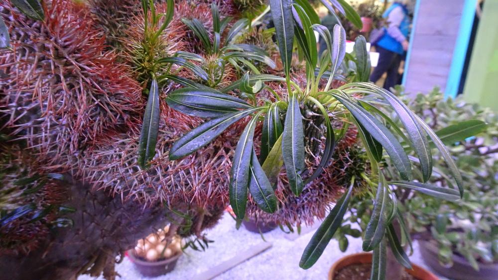 Photo of Crested Madagascar Palm (Pachypodium lamerei 'Cristate') uploaded by critterologist
