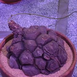 Location: 2018 Philadelphia Flower Show
Date: 2018-03-06
got my vote for "weirdest plant at the show" this year