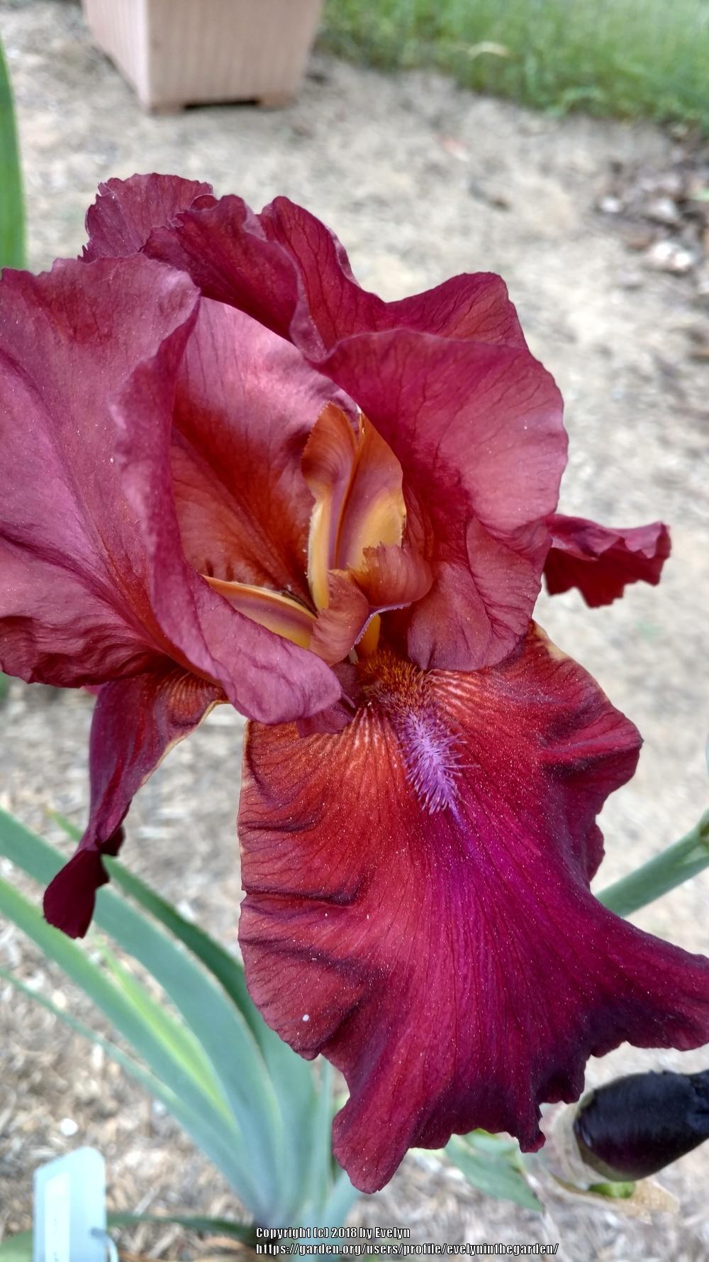 Photo of Tall Bearded Iris (Iris 'Samurai Warrior') uploaded by evelyninthegarden