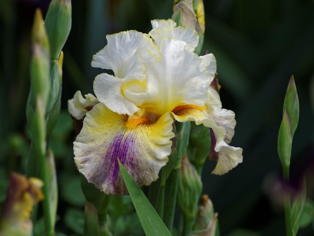 Photo of Tall Bearded Iris (Iris 'Brainstorm') uploaded by evermorelawnless