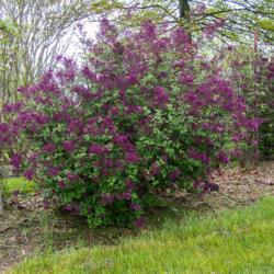 Location: Clinton, Michigan 49236
Date: 2018-05-22
"Syringa BLOOMERANG™ Dark Purple, 2018 photo, Reblooming Lilac,