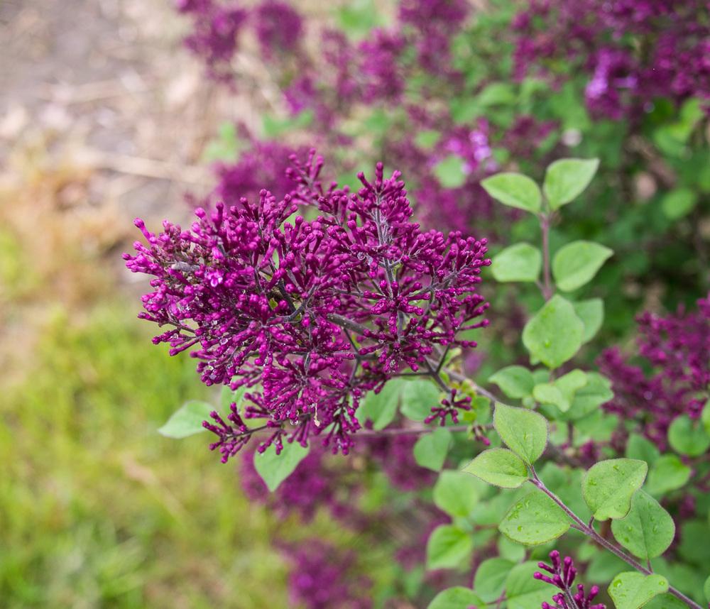 Photo of Reblooming Lilac (Syringa Bloomerang® Dark Purple) uploaded by frankrichards16