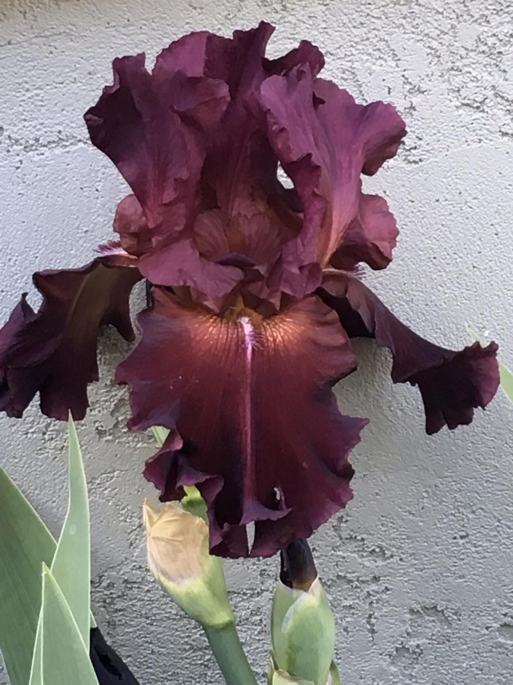 Photo of Tall Bearded Iris (Iris 'Red Hawk') uploaded by lilpod13