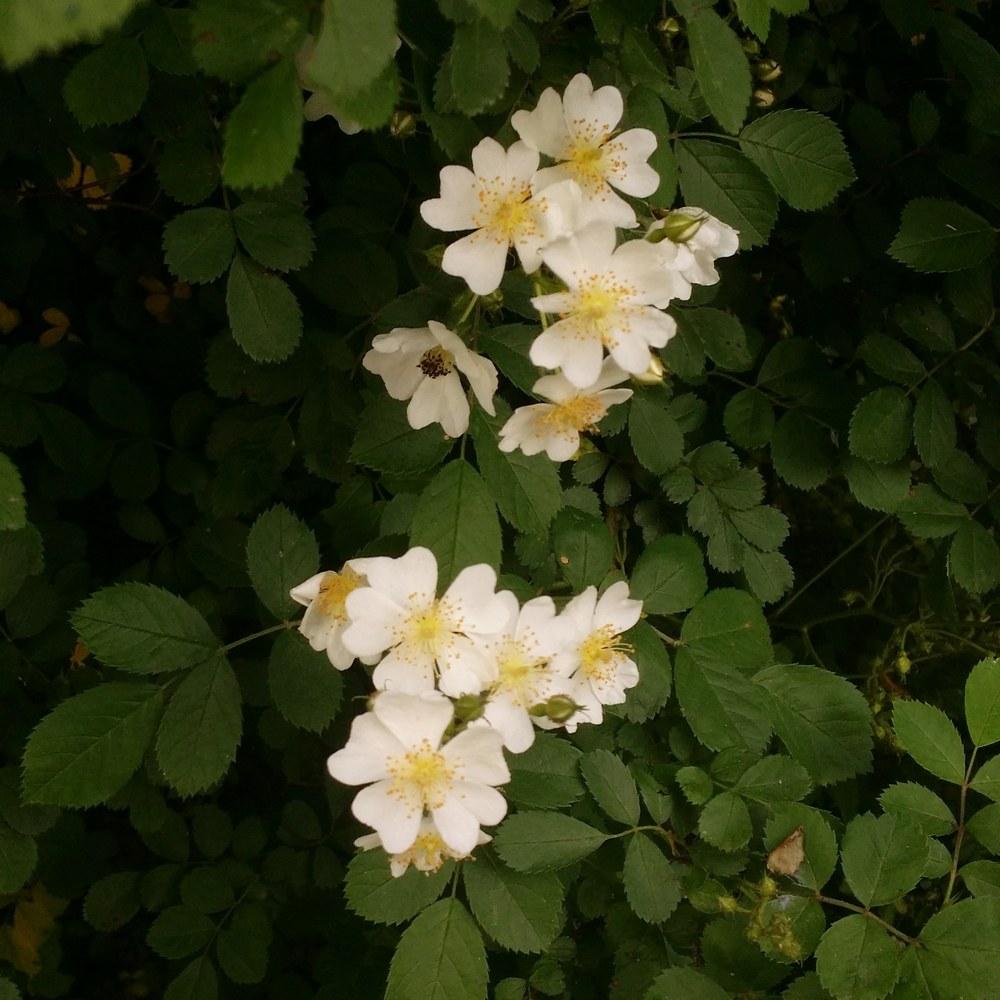 Photo of Multiflora Rose (Rosa multiflora) uploaded by oranges