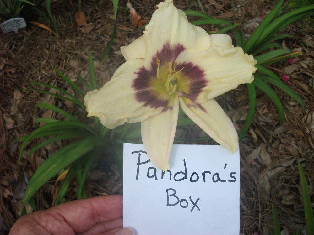 Photo of Daylily (Hemerocallis 'Pandora's Box') uploaded by tabbycat