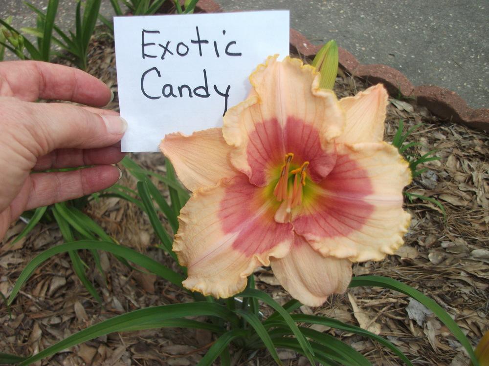 Photo of Daylily (Hemerocallis 'Exotic Candy') uploaded by tabbycat
