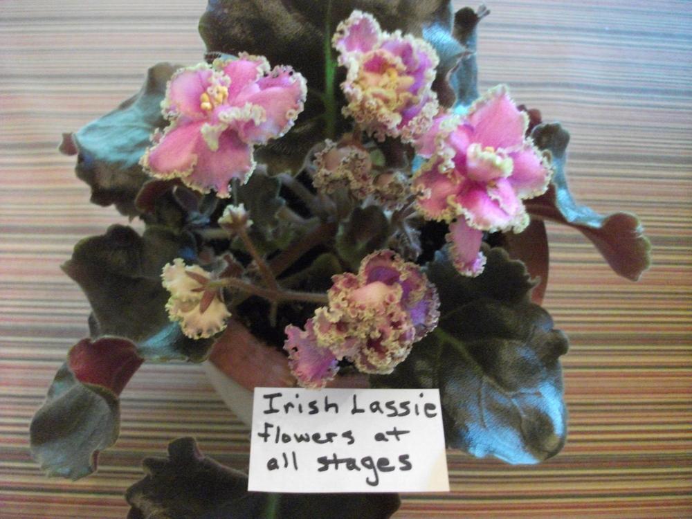 Photo of African Violet (Streptocarpus 'Irish Lassie') uploaded by tabbycat