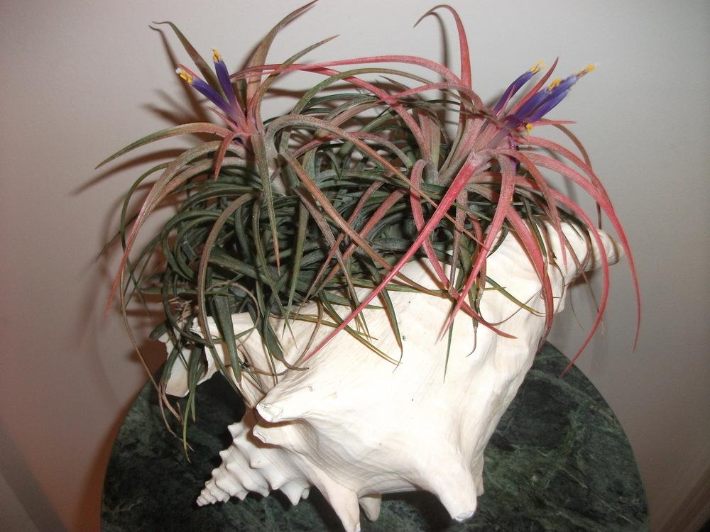 Photo of Air Plants (Tillandsia) uploaded by tabbycat