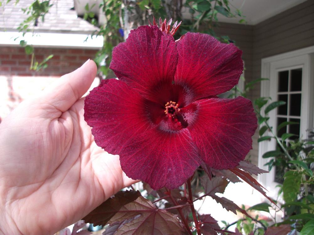 Photo of Hibiscus (Hibiscus acetosella 'Panama Red') uploaded by tabbycat