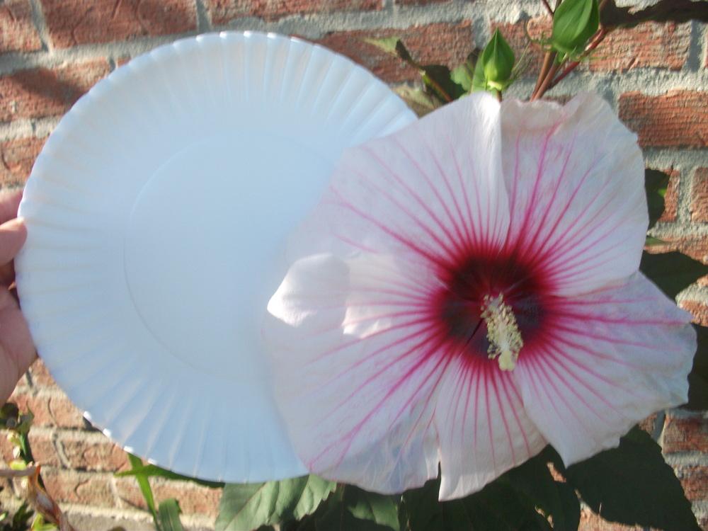 Photo of Hybrid Hardy Hibiscus (Hibiscus 'Kopper King') uploaded by tabbycat
