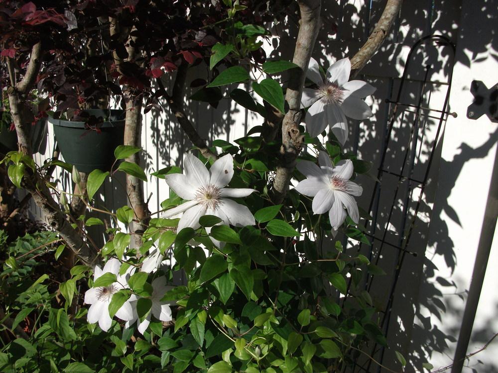 Photo of Clematis 'Henryi' uploaded by tabbycat
