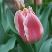 Tulipa 'Quebec' is a soft pink and cream when the bloom is closed
