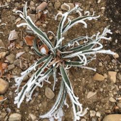 Location: South Jordan, Utah, United States
Date: 2017-12-13
Juvenile plant covered in frost.
