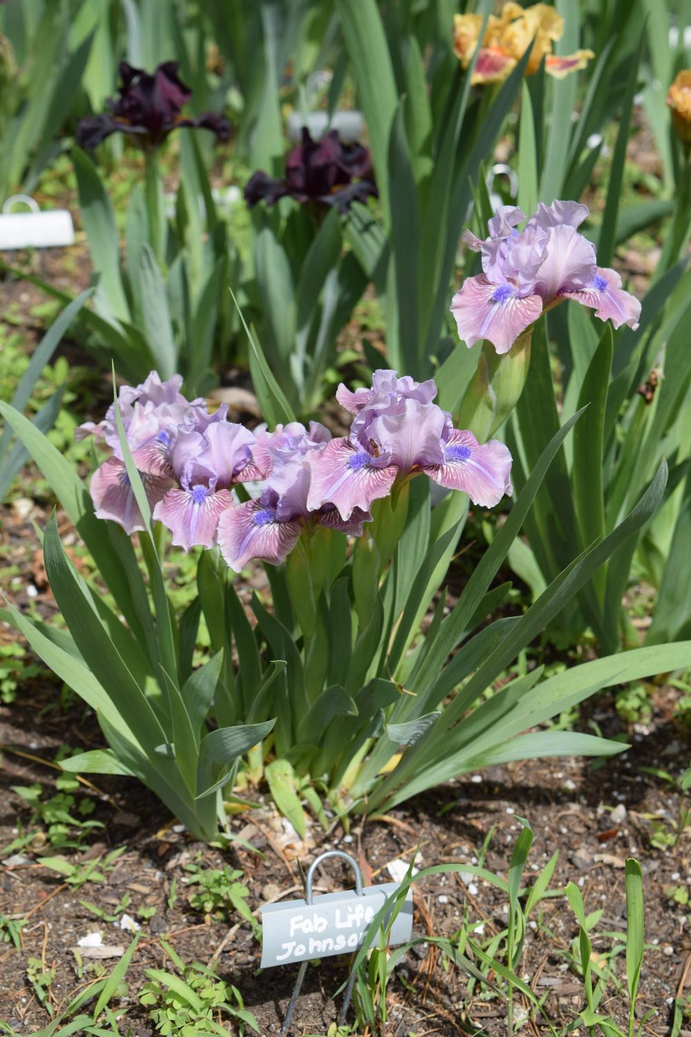 Photo of Standard Dwarf Bearded Iris (Iris 'Fab Life') uploaded by Dachsylady86