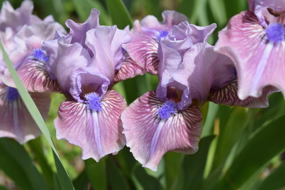 Photo of Standard Dwarf Bearded Iris (Iris 'Fab Life') uploaded by Dachsylady86