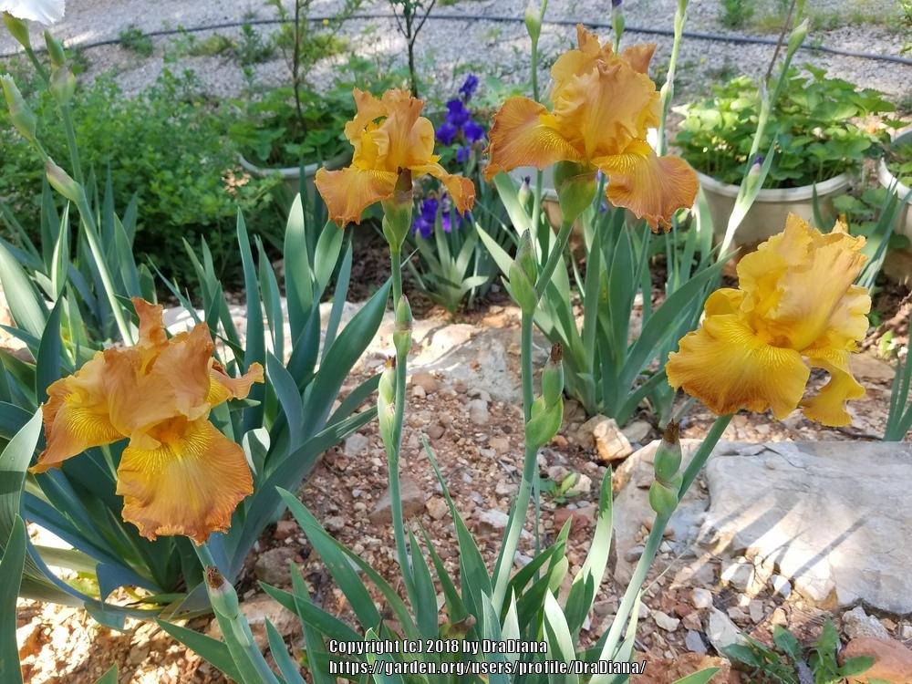 Photo of Tall Bearded Iris (Iris 'Penny a Pinch') uploaded by DraDiana