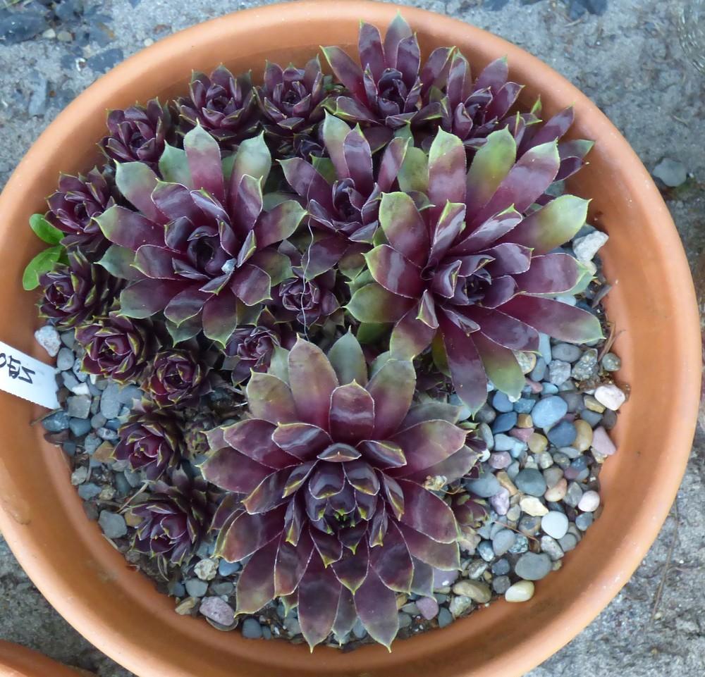 Photo of Hen and Chicks (Sempervivum 'Patent Leather Shoes') uploaded by MelissaHopper