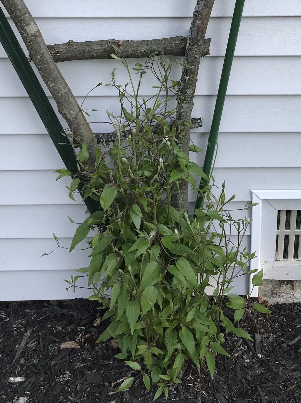 Photo of Clematis 'H.F. Young' uploaded by Michelezie