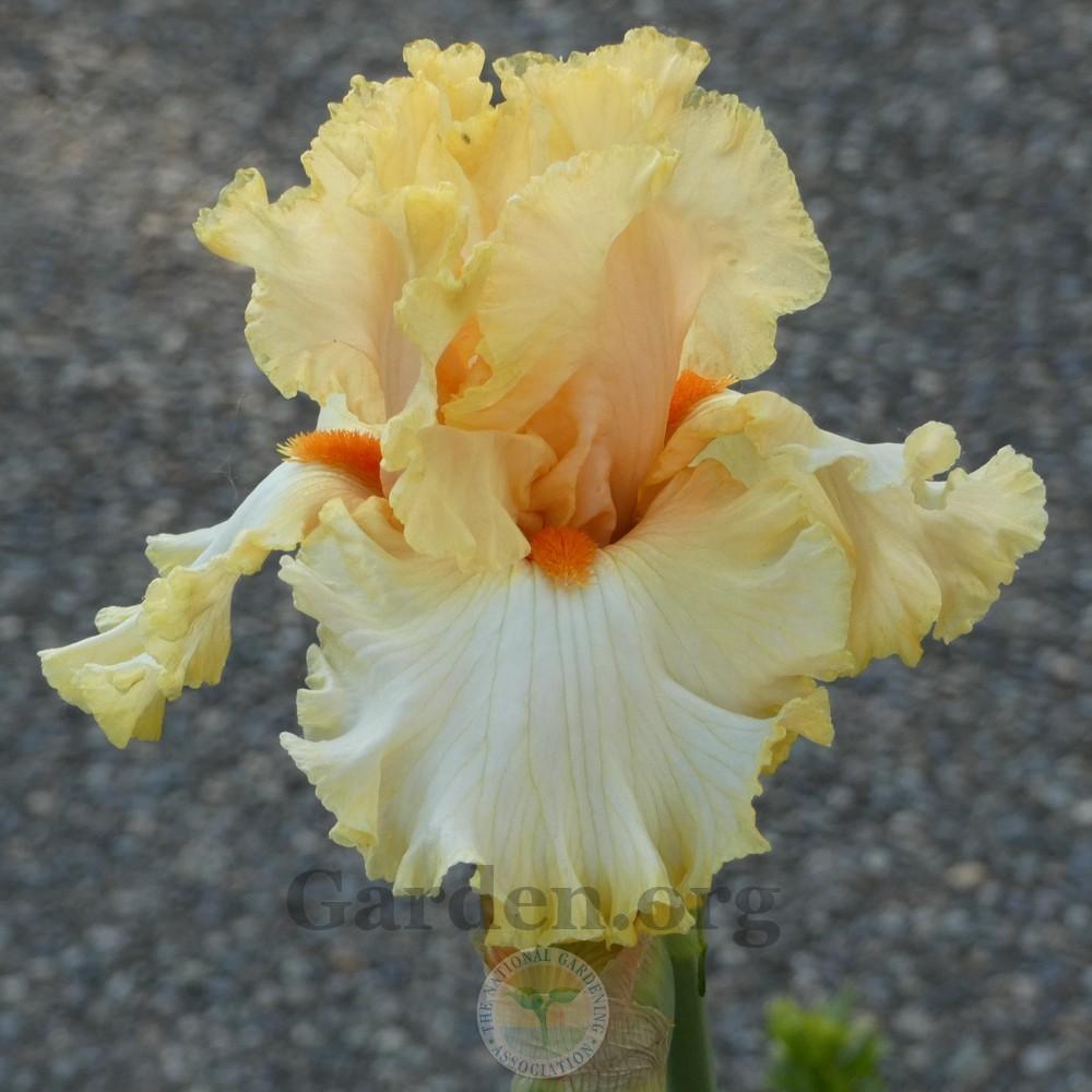 Photo of Tall Bearded Iris (Iris 'Mimosa') uploaded by Patty