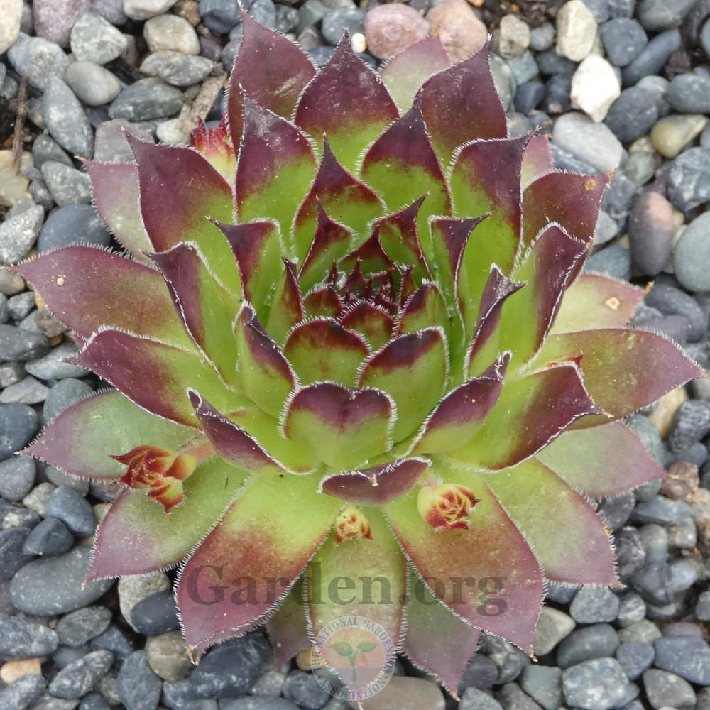 Photo of Hen and Chicks (Sempervivum 'Pine Cone') uploaded by Patty
