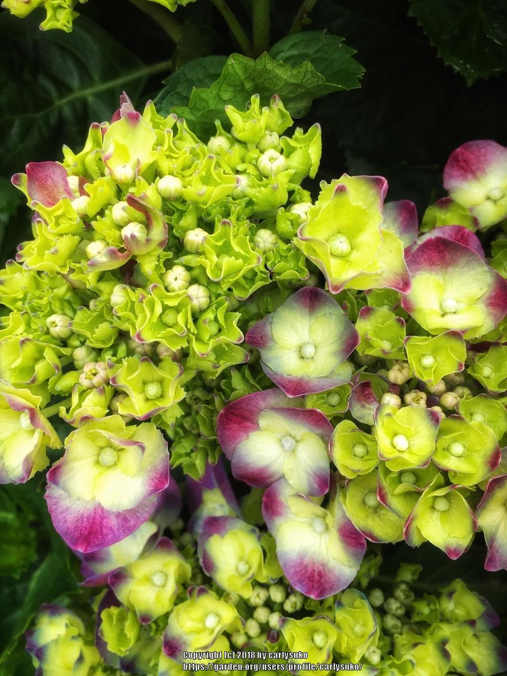 Photo of Bigleaf Hydrangea (Hydrangea macrophylla 'Harlequin') uploaded by carlysuko