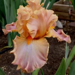 
Date: 2014-10-23
First bloom on new Iris, our sun makes this one shine!!!