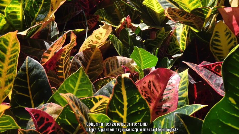 Photo of Crotons (Codiaeum) uploaded by critterologist