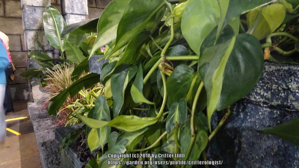 Photo of Philodendron (Philodendron hederaceum var. oxycardium 'Brasil') uploaded by critterologist