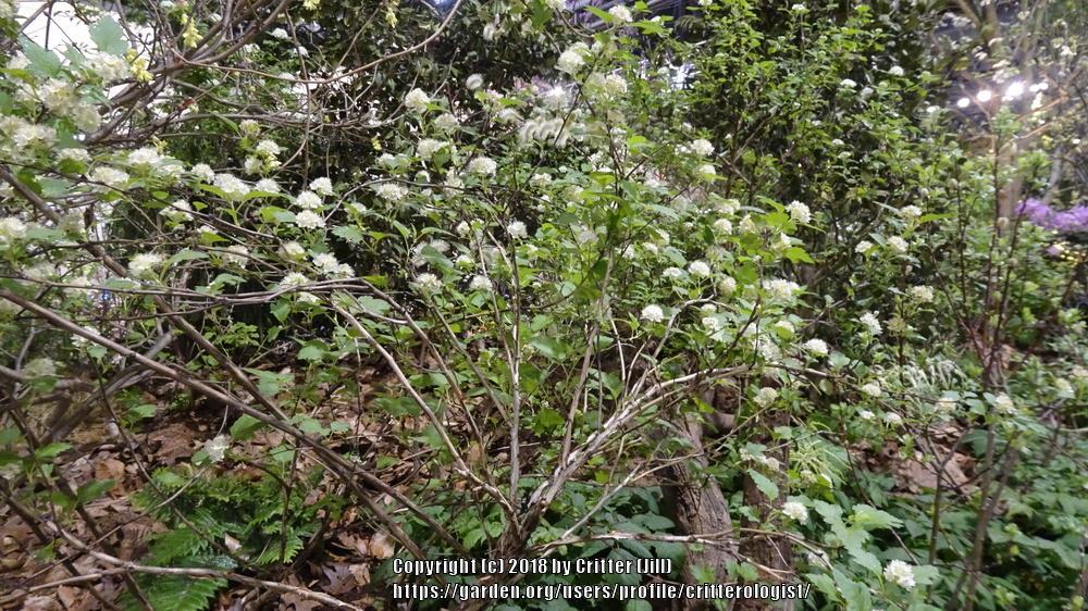 Photo of Eastern Ninebark (Physocarpus opulifolius 'Dart's Gold') uploaded by critterologist