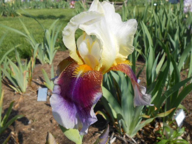 Photo of Tall Bearded Iris (Iris 'Brimmed Red Amo') uploaded by crowrita1