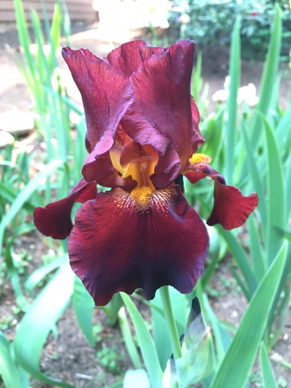 Photo of Tall Bearded Iris (Iris 'Sultan's Palace') uploaded by lharvey16