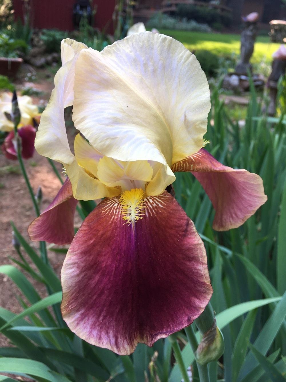 Photo of Tall Bearded Iris (Iris 'Broadway Star') uploaded by lharvey16