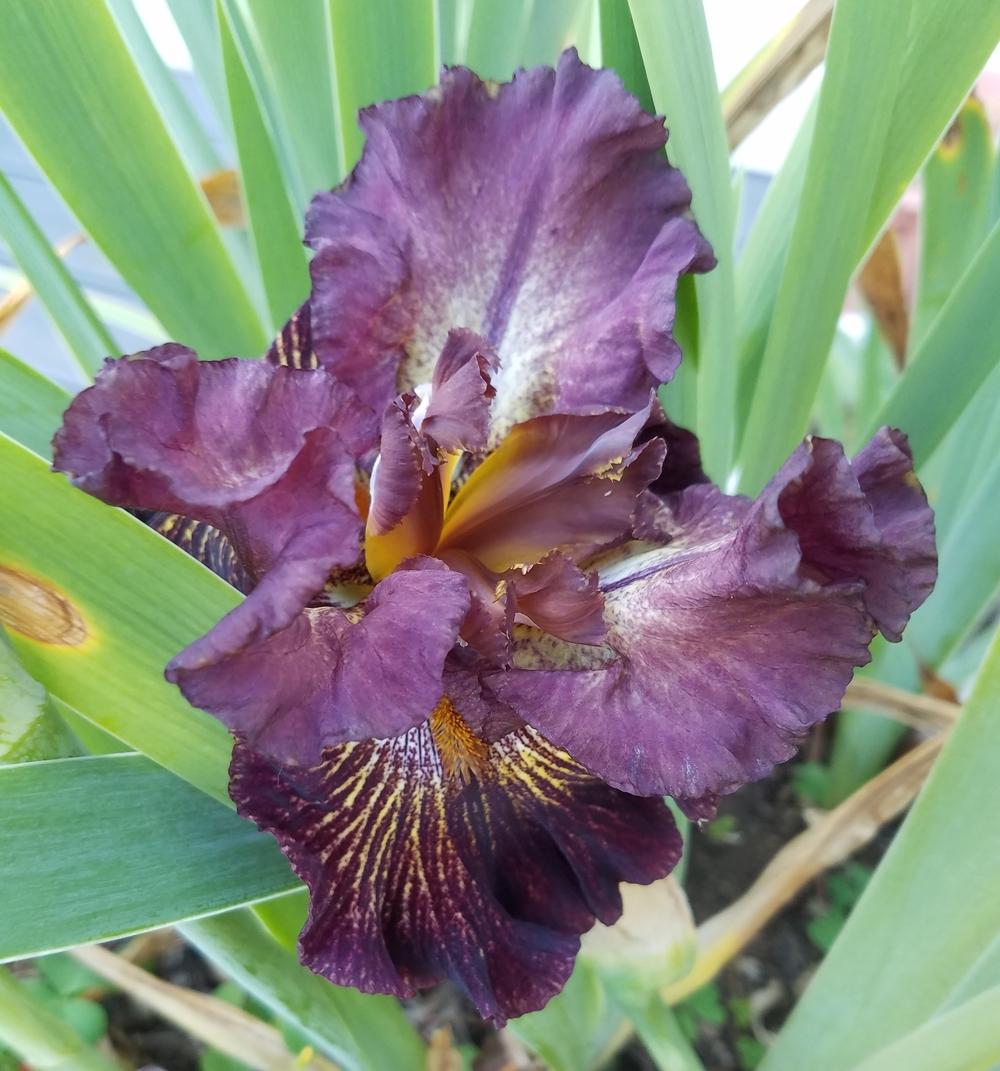 Photo of Tall Bearded Iris (Iris 'High Octane') uploaded by mesospunky