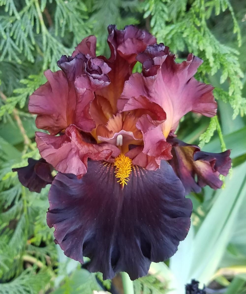 Photo of Tall Bearded Iris (Iris 'Under My Spell') uploaded by mesospunky