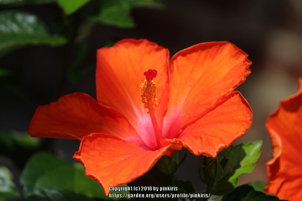 Photo of Tropical Hibiscuses (Hibiscus rosa-sinensis) uploaded by pinkiris