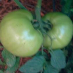 Location: raised bed
Date: 2018-05-22
First fruits on the Dixie Red tomato...