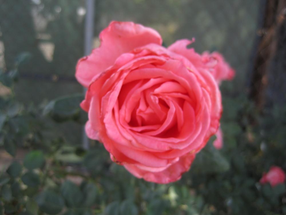 Photo of Rose (Rosa 'Tropicana') uploaded by shalyn