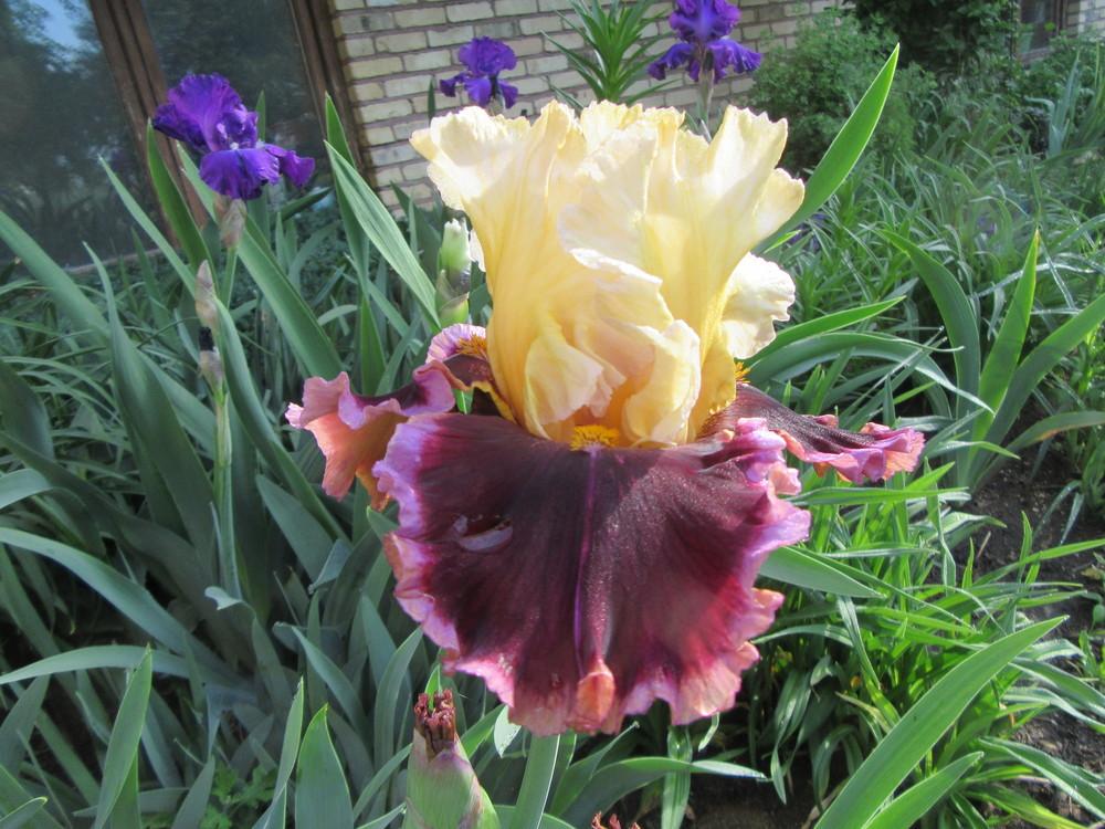 Photo of Tall Bearded Iris (Iris 'Twilight Rhapsody') uploaded by tveguy3