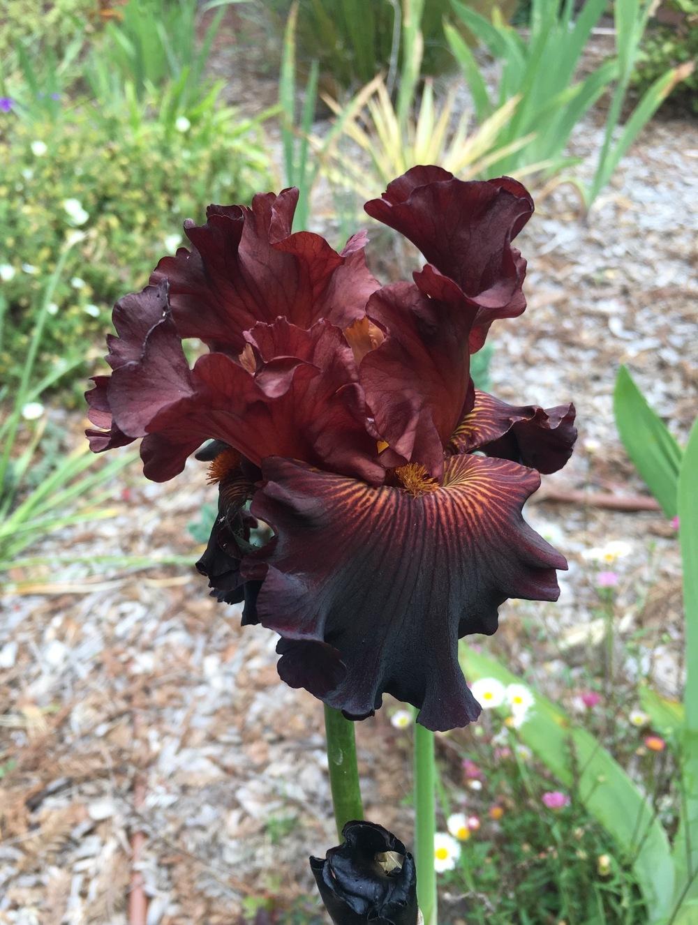 Photo of Tall Bearded Iris (Iris 'Double Chocolate') uploaded by Calif_Sue