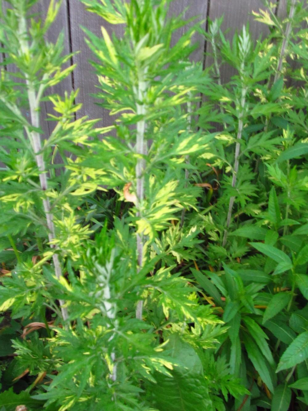 Photo of Variegated Mugwort (Artemisia vulgaris Oriental Limelight) uploaded by Deby