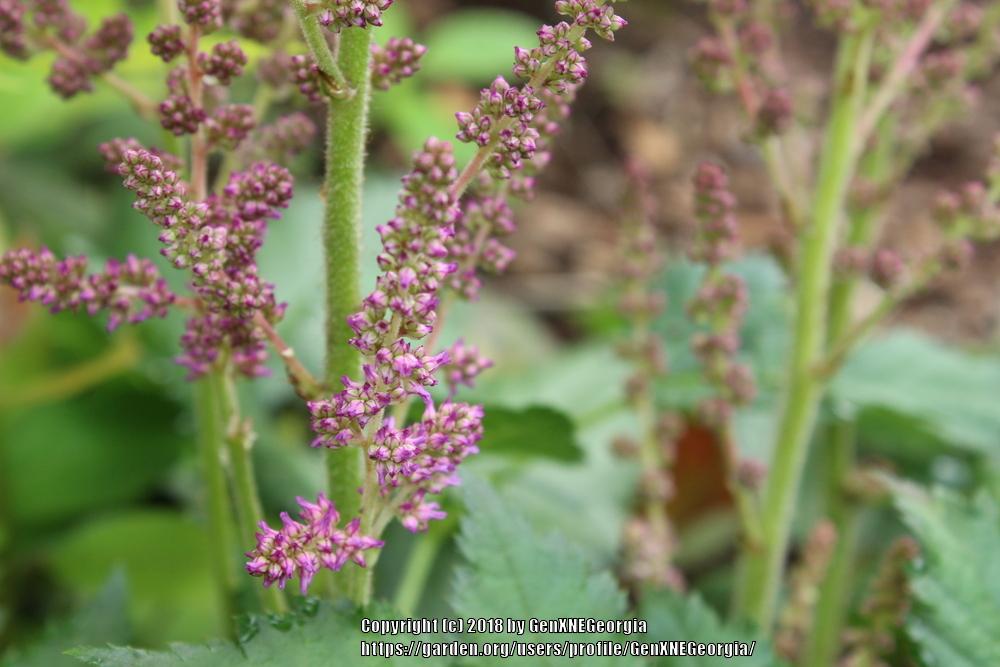Photo of Chinese Astilbe (Astilbe rubra 'Visions') uploaded by GenXNEGeorgia