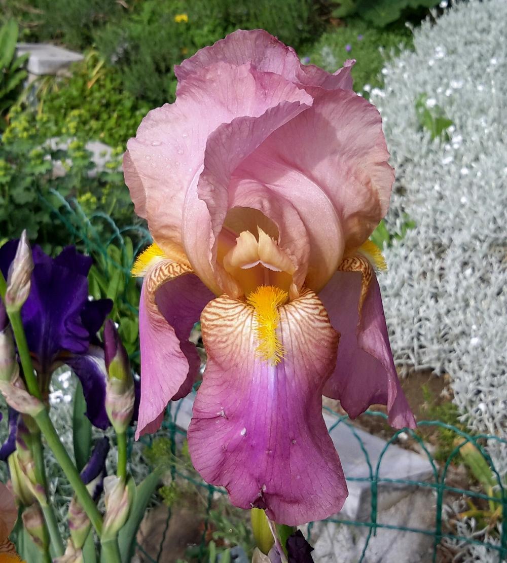 Photo of Tall Bearded Iris (Iris 'Frivolité') uploaded by Hajue