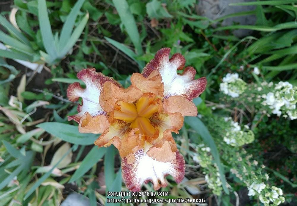 Photo of Tall Bearded Iris (Iris 'Siva Siva') uploaded by Zencat