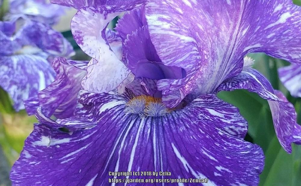 Photo of Border Bearded Iris (Iris 'Batik') uploaded by Zencat