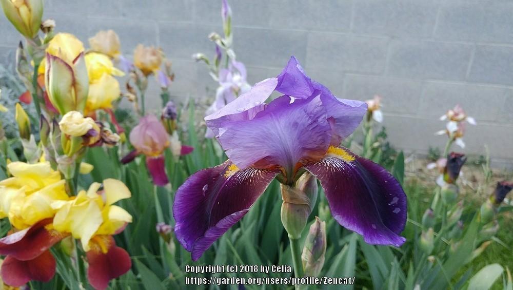 Photo of Tall Bearded Iris (Iris 'Lent A. Williamson') uploaded by Zencat