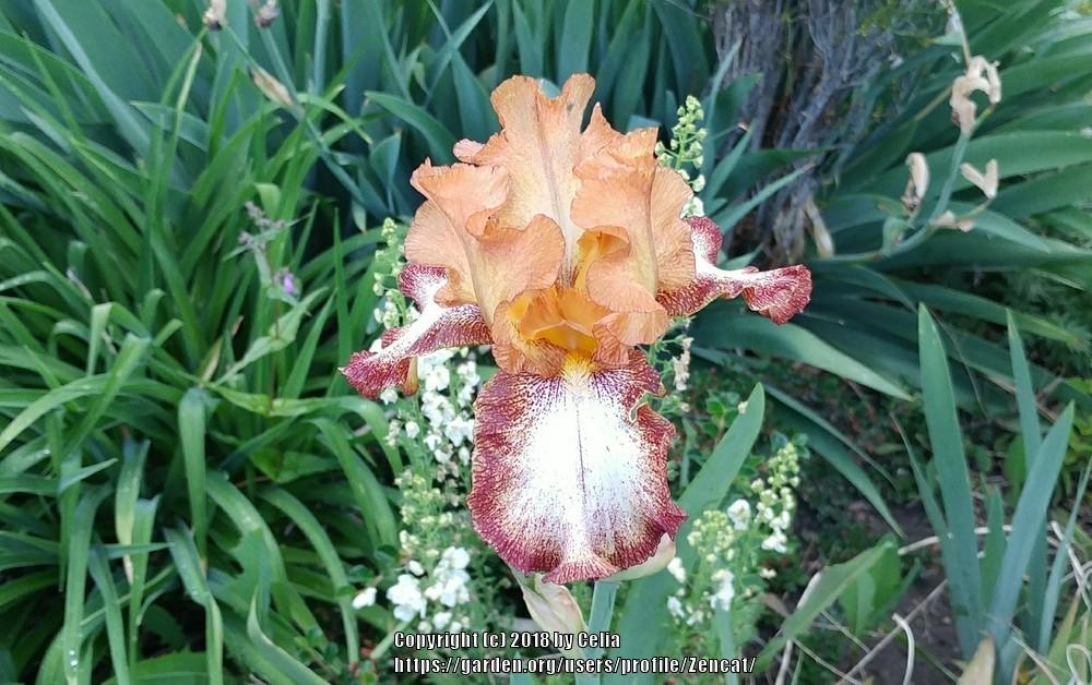 Photo of Tall Bearded Iris (Iris 'Siva Siva') uploaded by Zencat