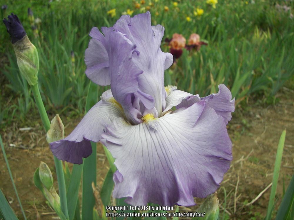Photo of Tall Bearded Iris (Iris 'Mickey Austell') uploaded by alilyfan