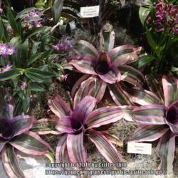 Location: 2018 Philadelphia Flower Show
Date: 2018-03-07
Great "color echo" combination with Bromiliad 'Cyborg'